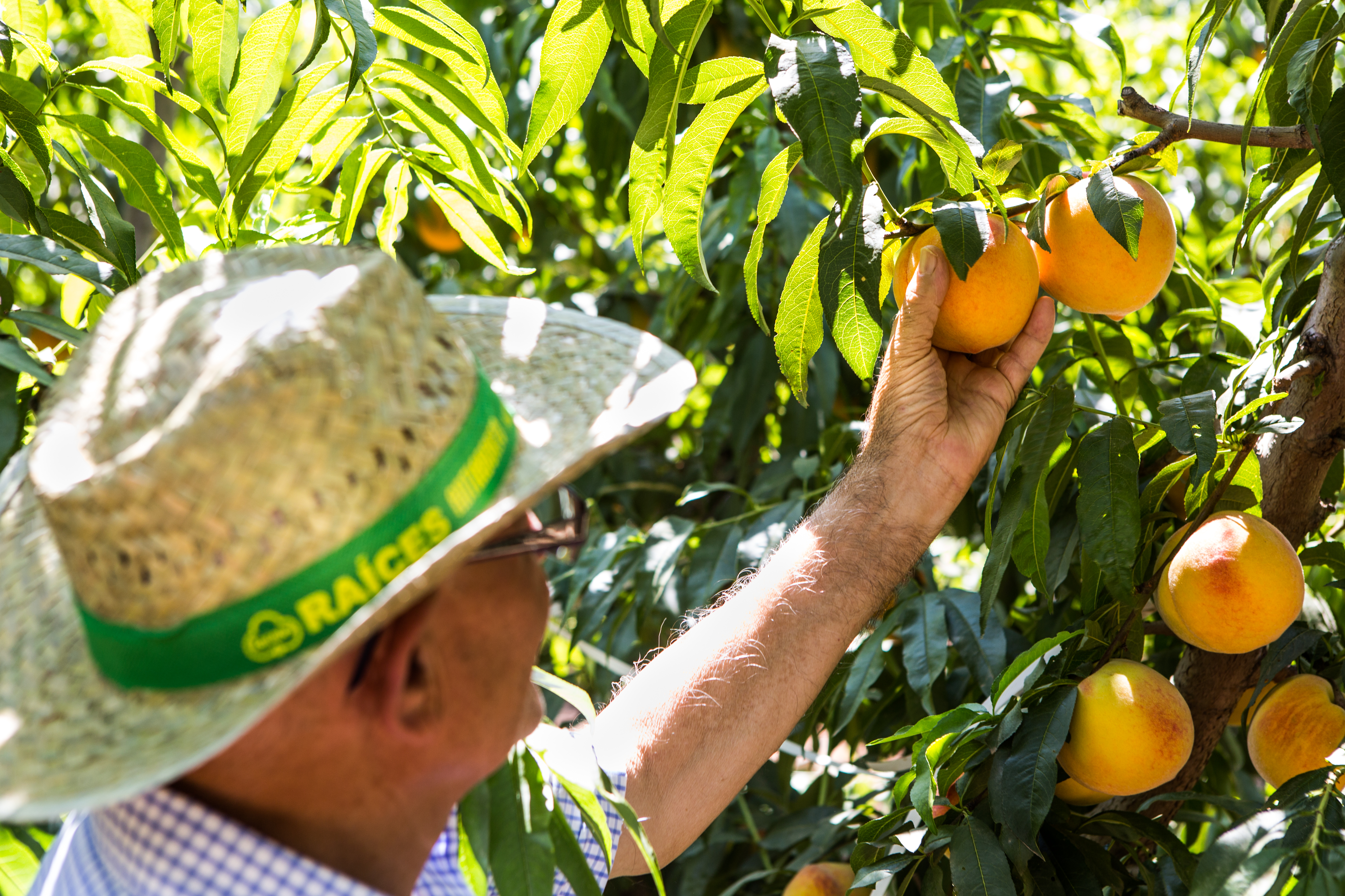 Fotografía de un frutal